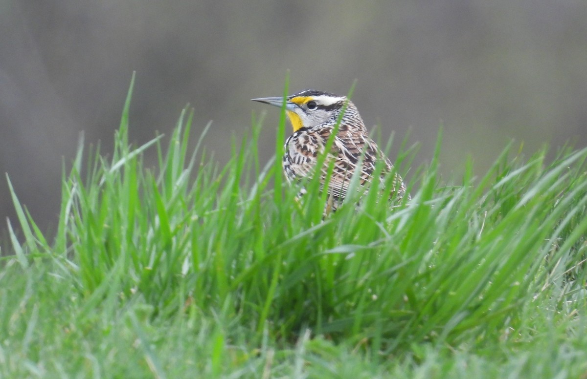 Eastern Meadowlark - Matt Tobin