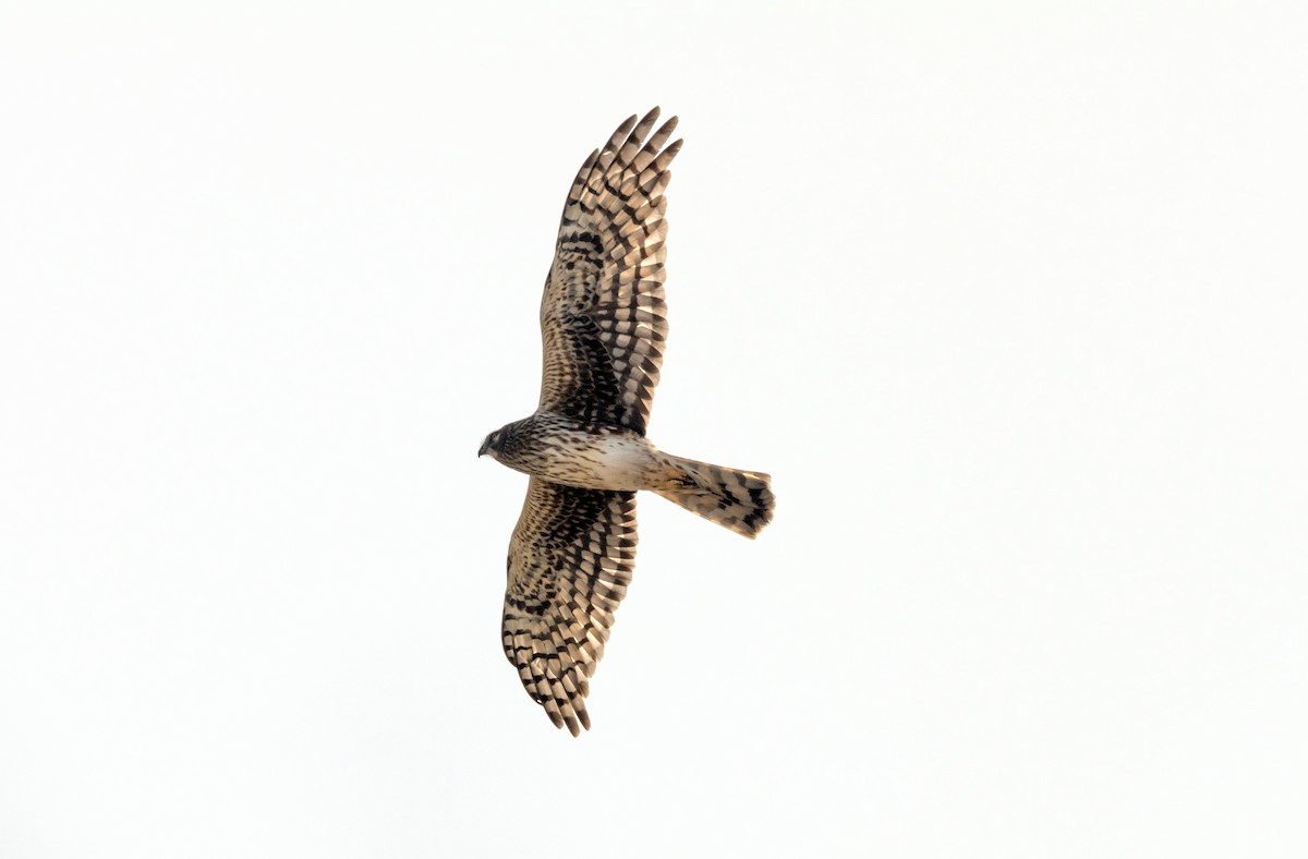 Northern Harrier - ML617551037