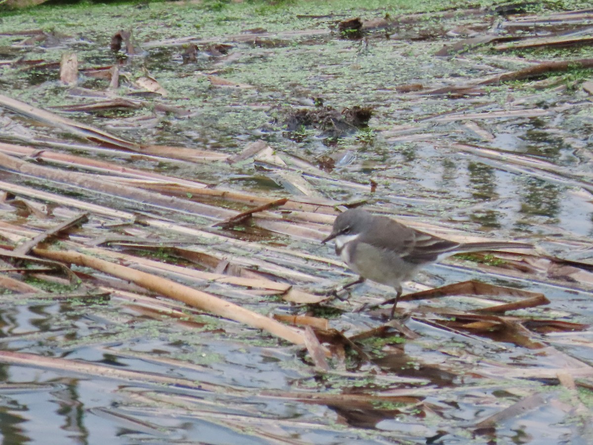 Cape Wagtail - Joyce Brady