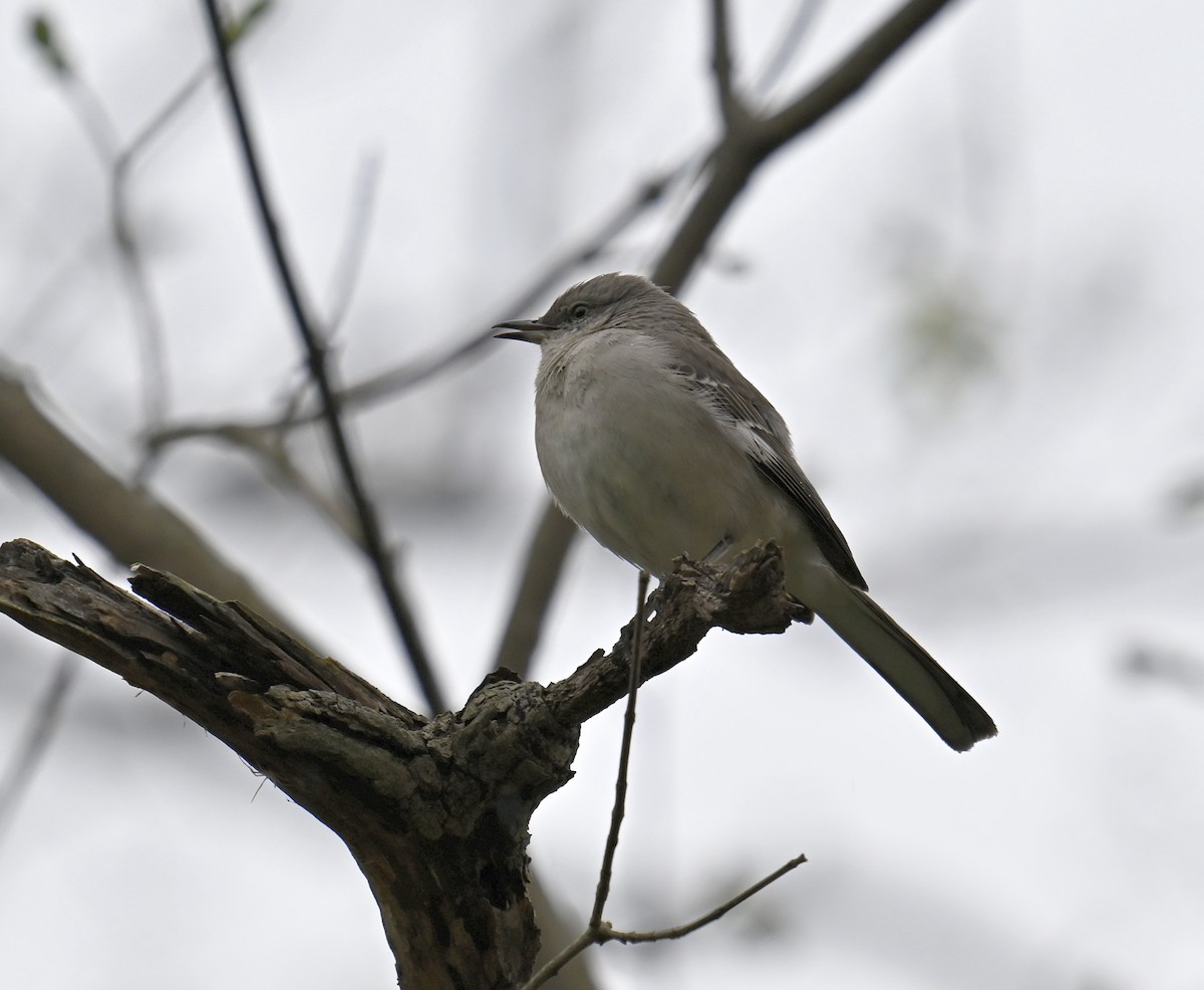 Northern Mockingbird - ML617551075