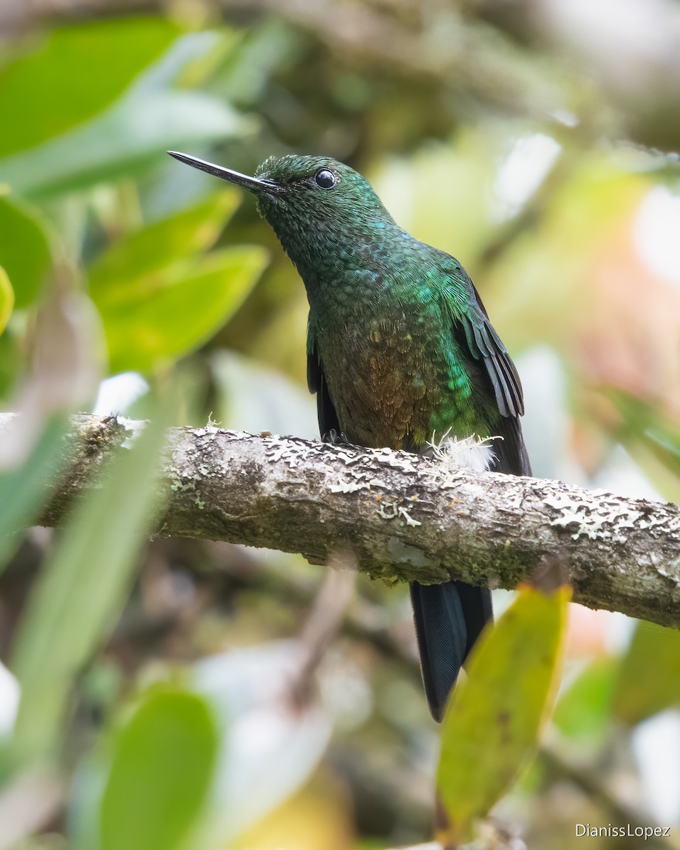 Coppery-bellied Puffleg - ML617551081