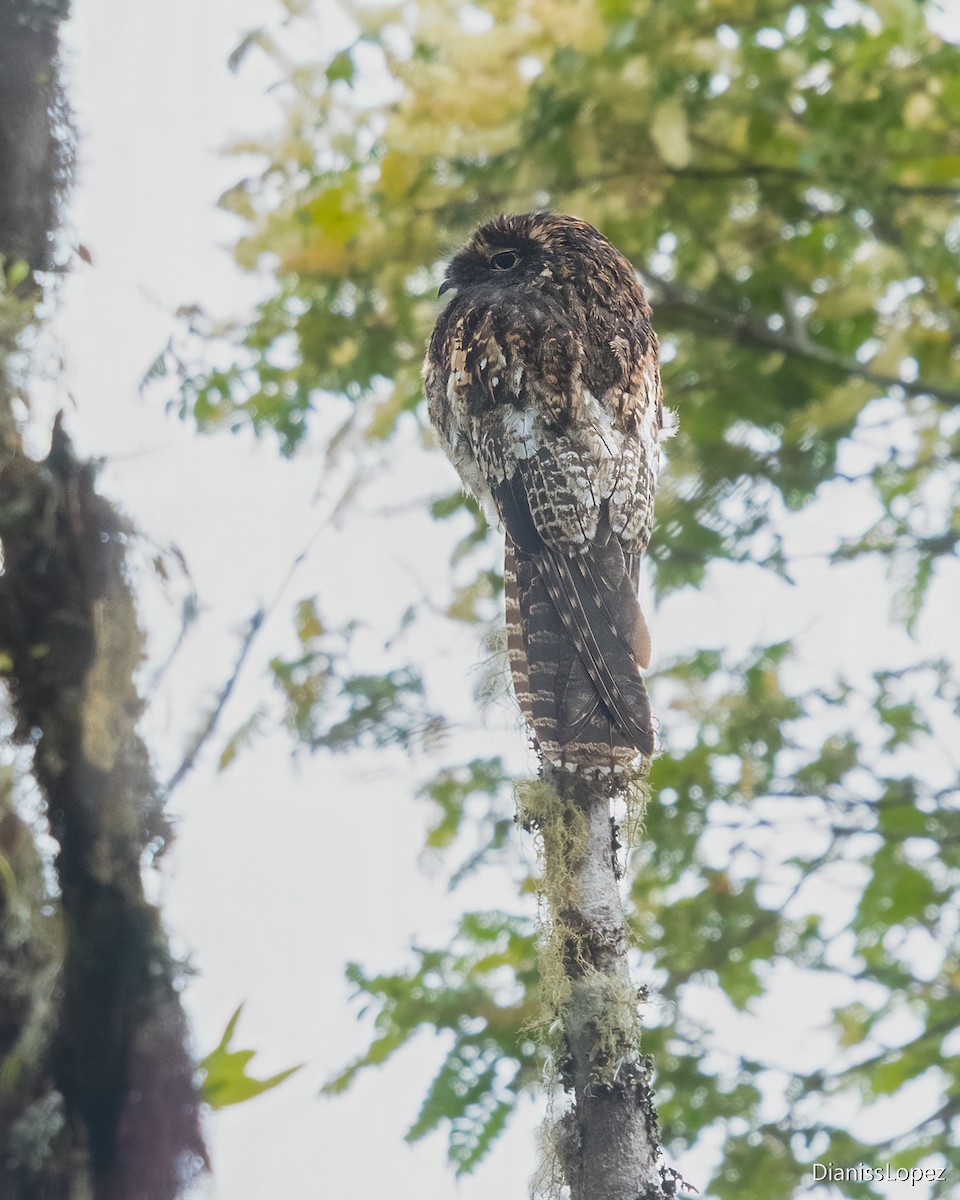 Andean Potoo - ML617551085