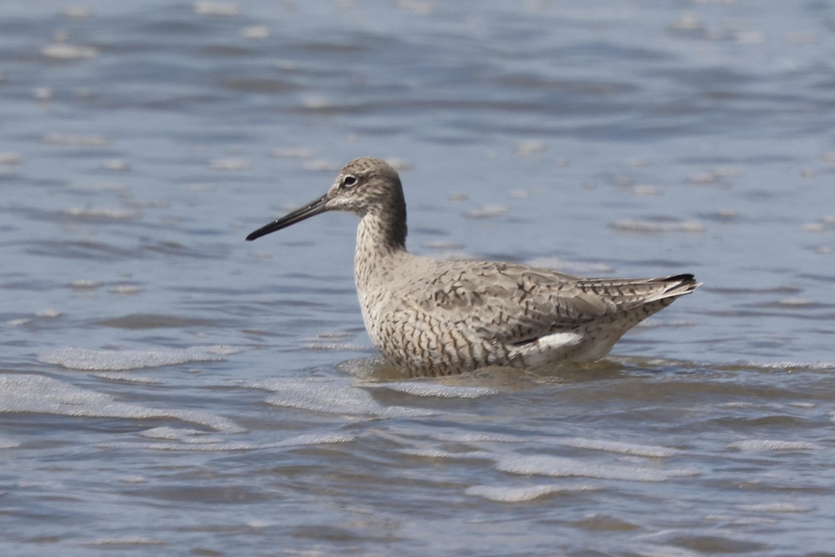 Willet - ML617551091