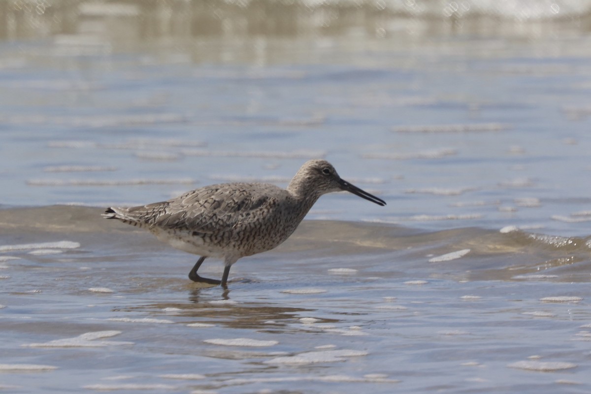 Willet - ML617551092