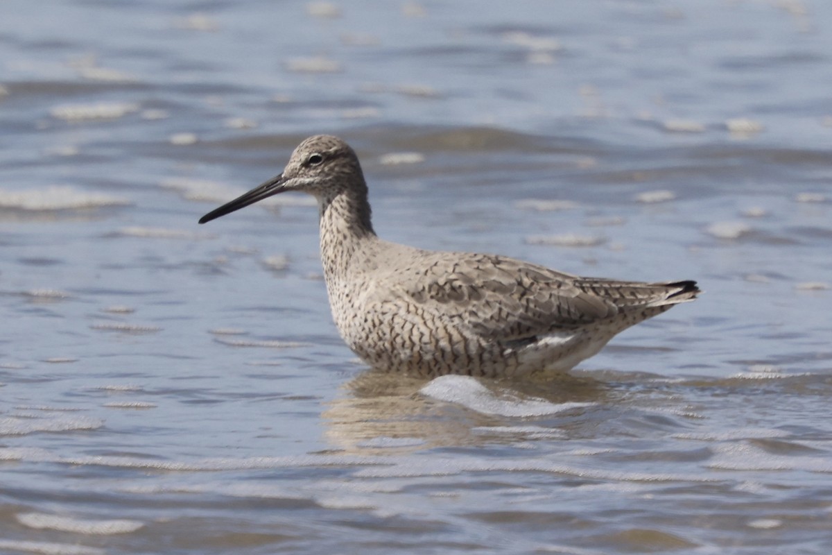 Willet - ML617551093