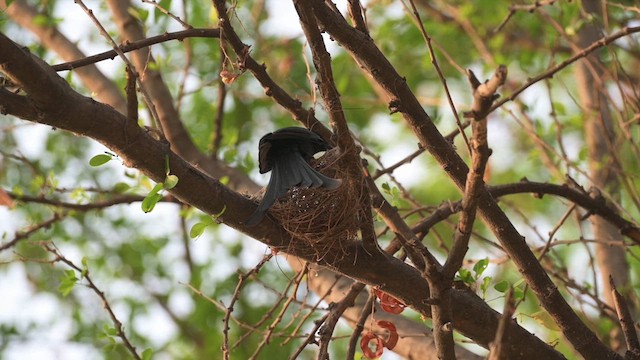 Black Drongo - ML617551103