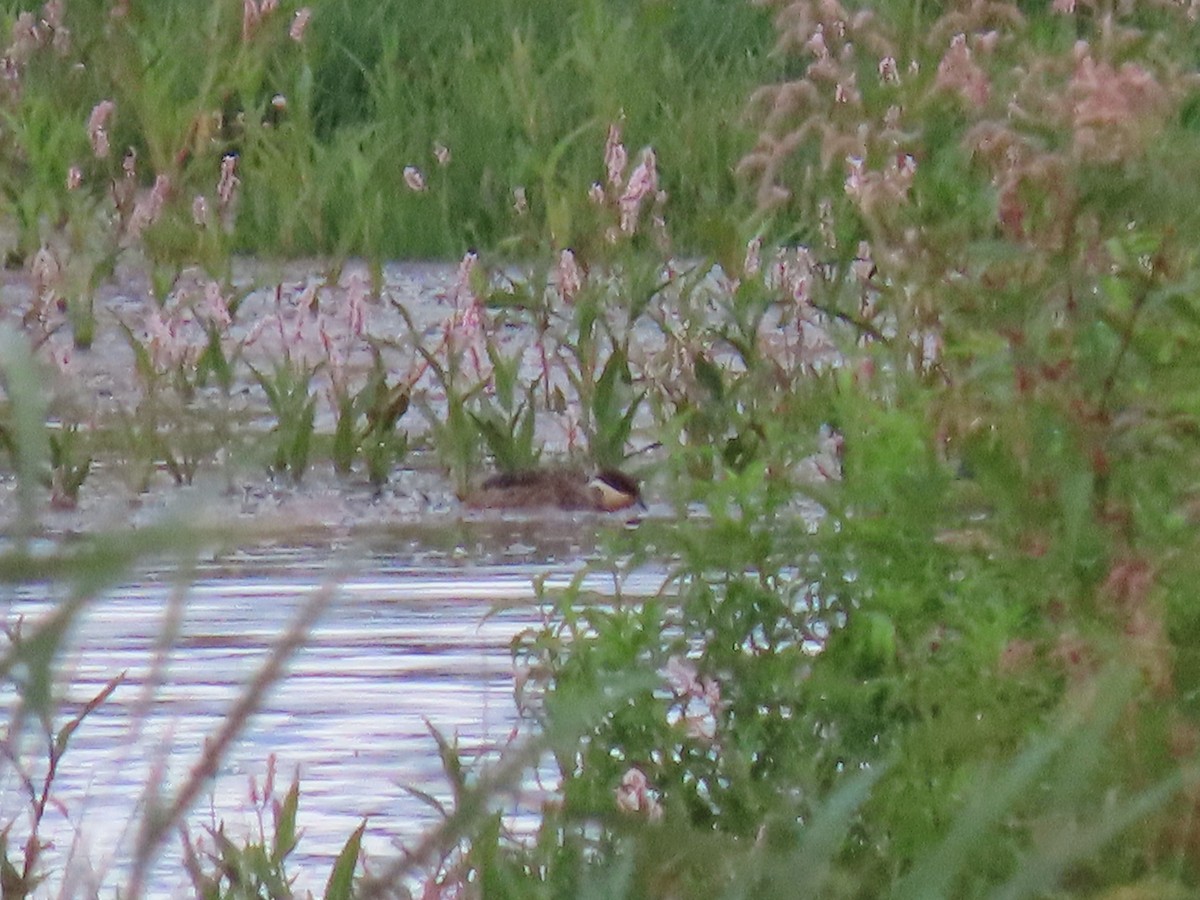 Blue-billed Teal - ML617551129