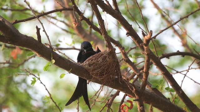 Black Drongo - ML617551140