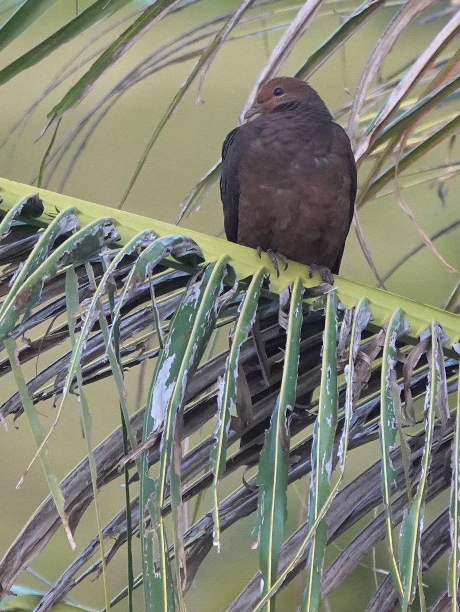 Philippine Cuckoo-Dove - ML617551143