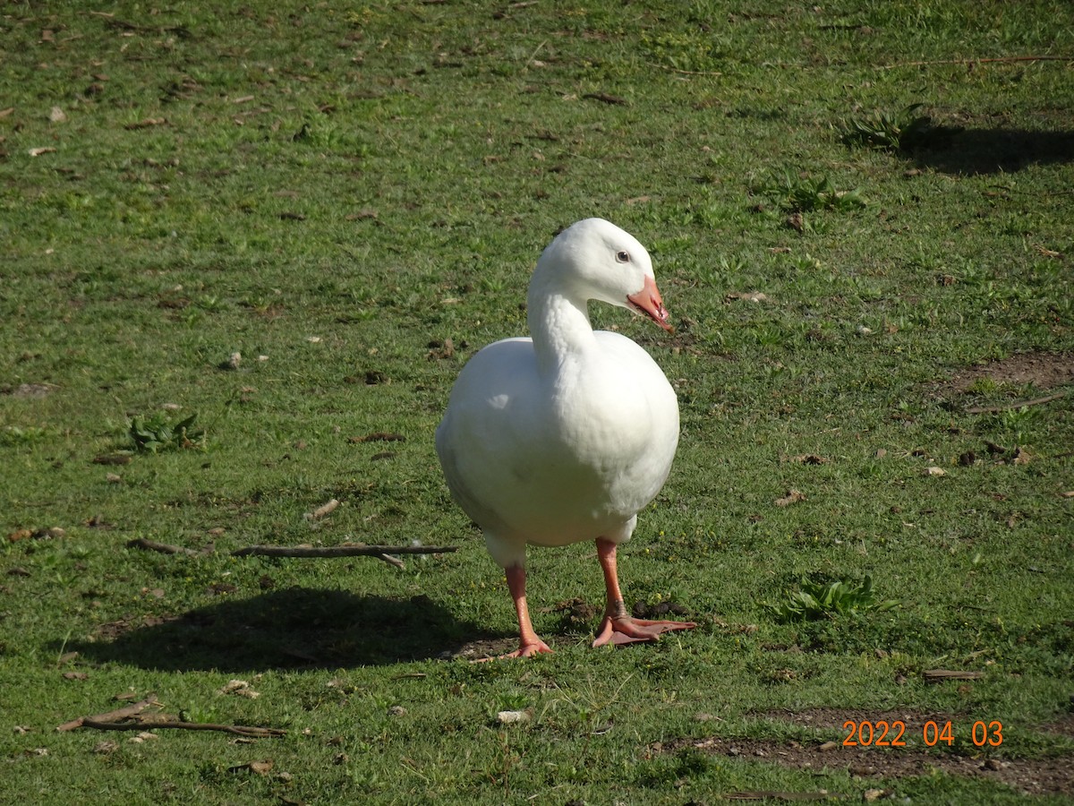 Snow Goose - ML617551149