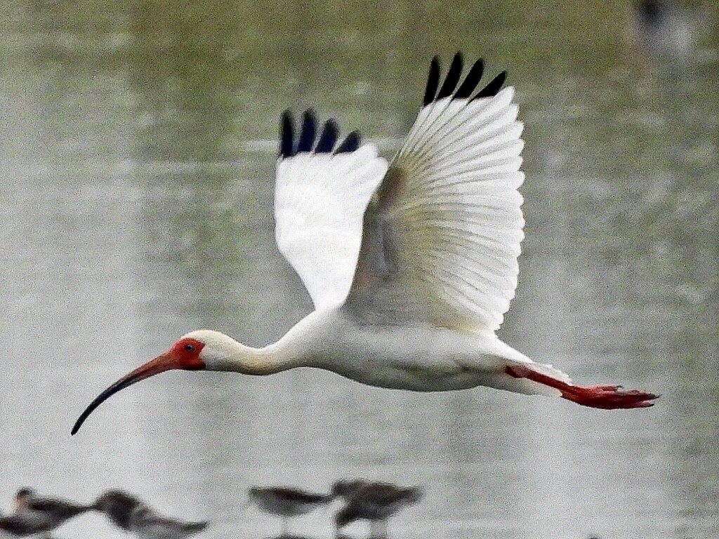 ibis bílý - ML617551166