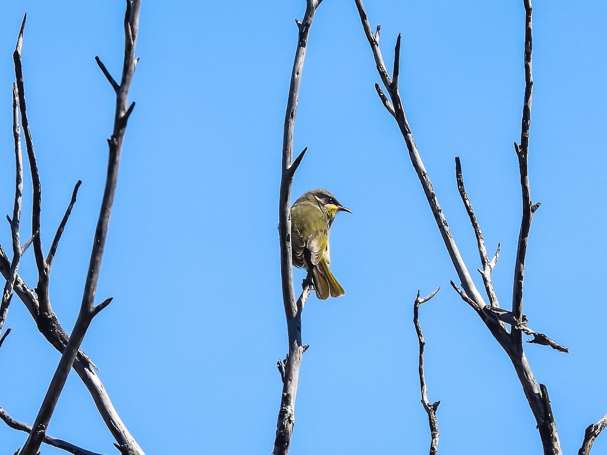 Purple-gaped Honeyeater - ML617551177