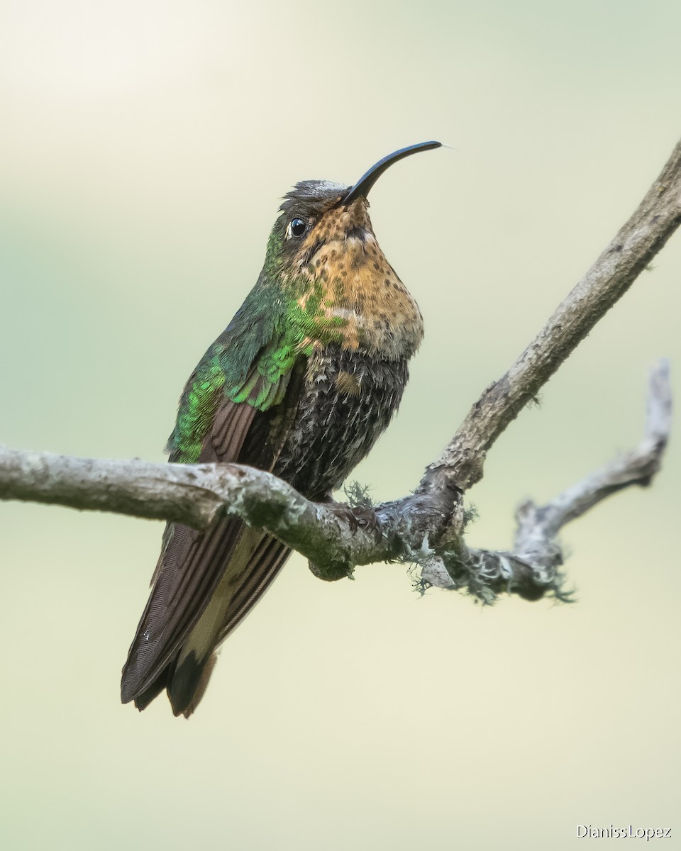 Colibri de Lafresnaye - ML617551207