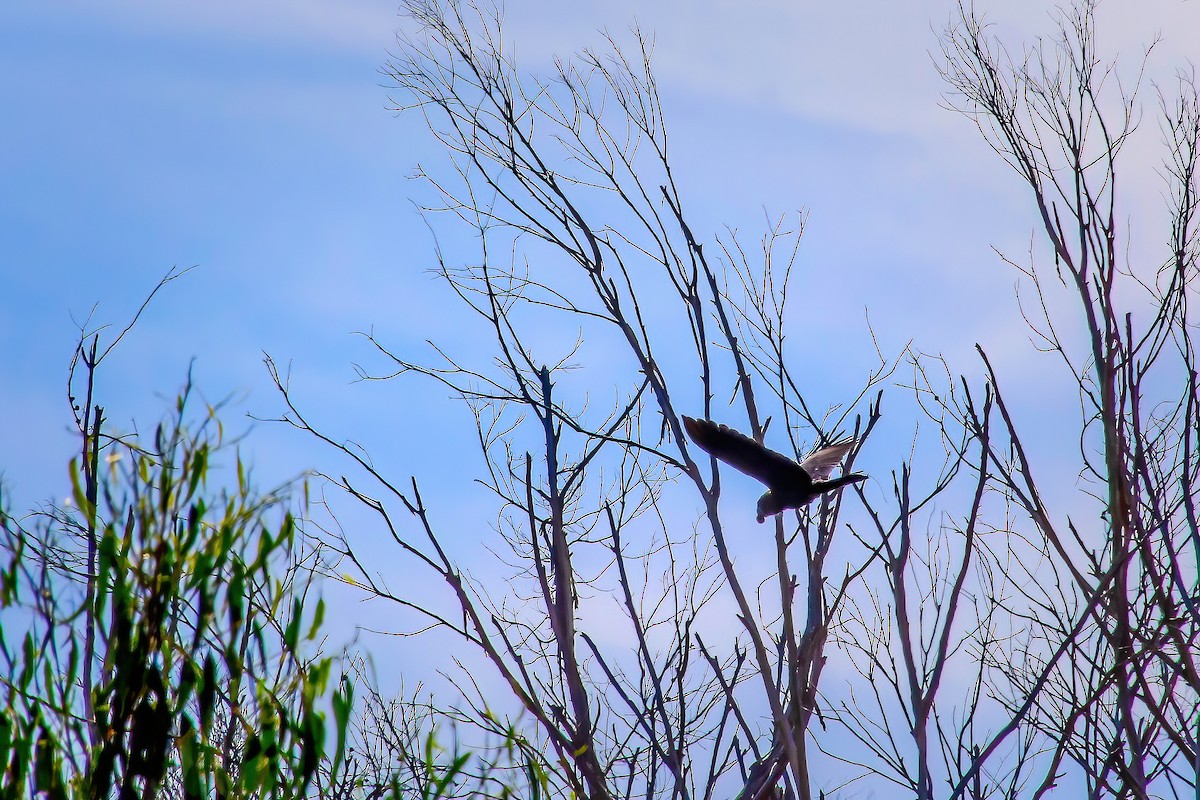 Glossy Black-Cockatoo - ML617551213