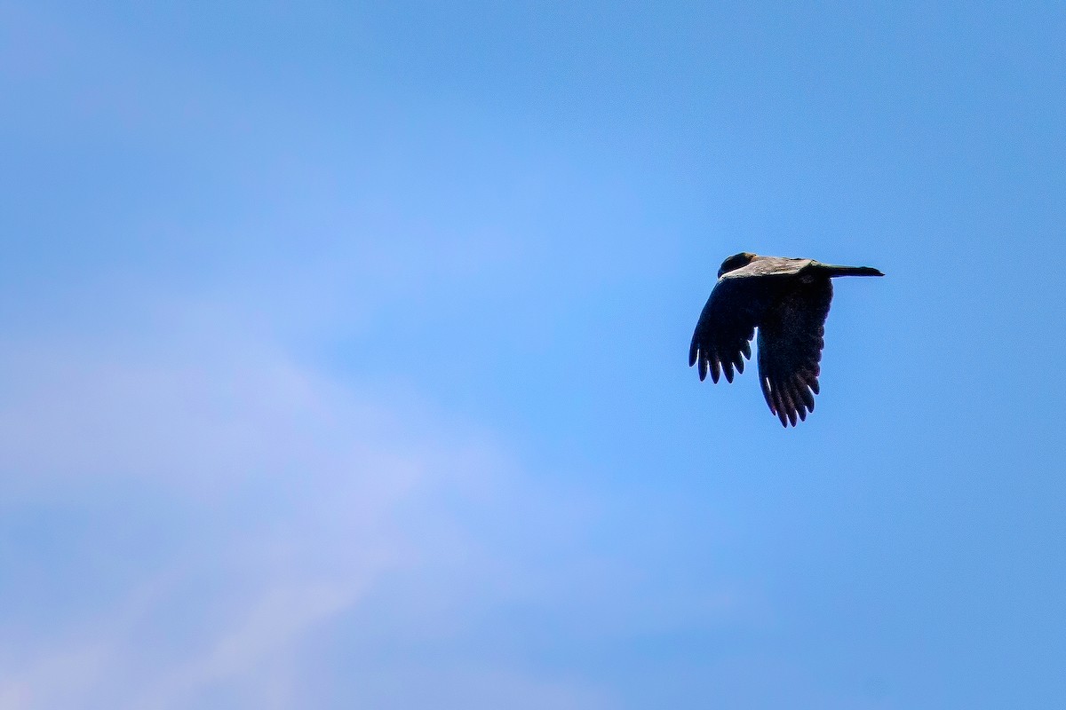 Cacatúa Lustrosa - ML617551214