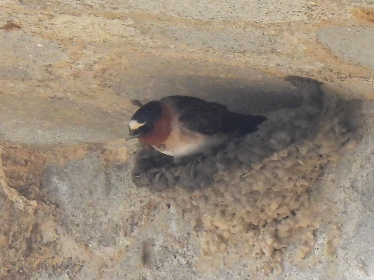 Cliff Swallow - Ed Daniels