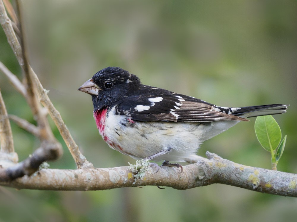 Rose-breasted Grosbeak - ML617551340
