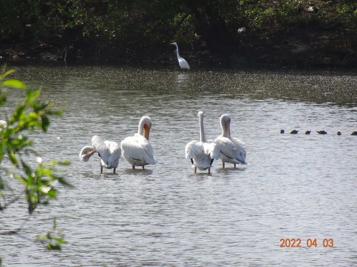 American White Pelican - ML617551350