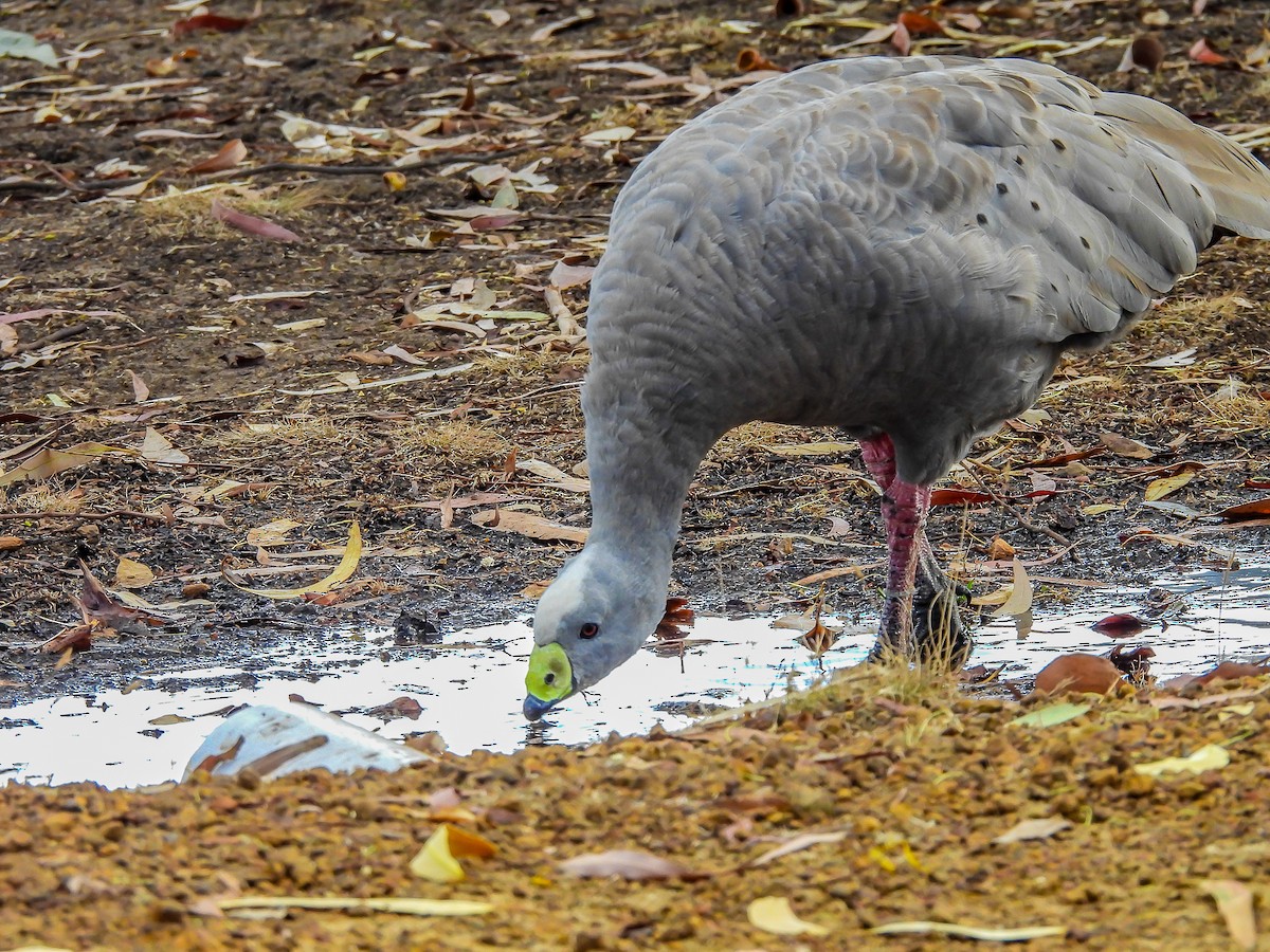 Cape Barren Goose - ML617551395