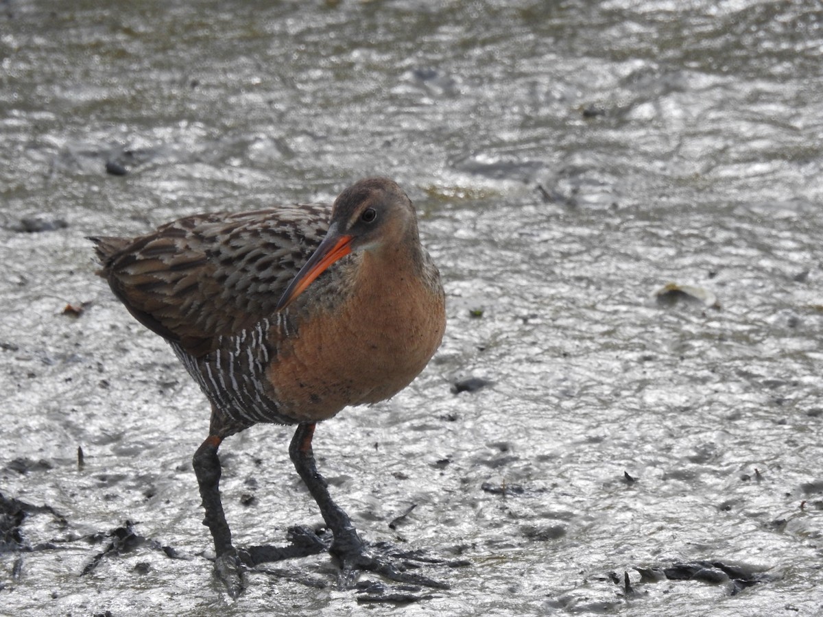 Ridgway's Rail - Greg Estep