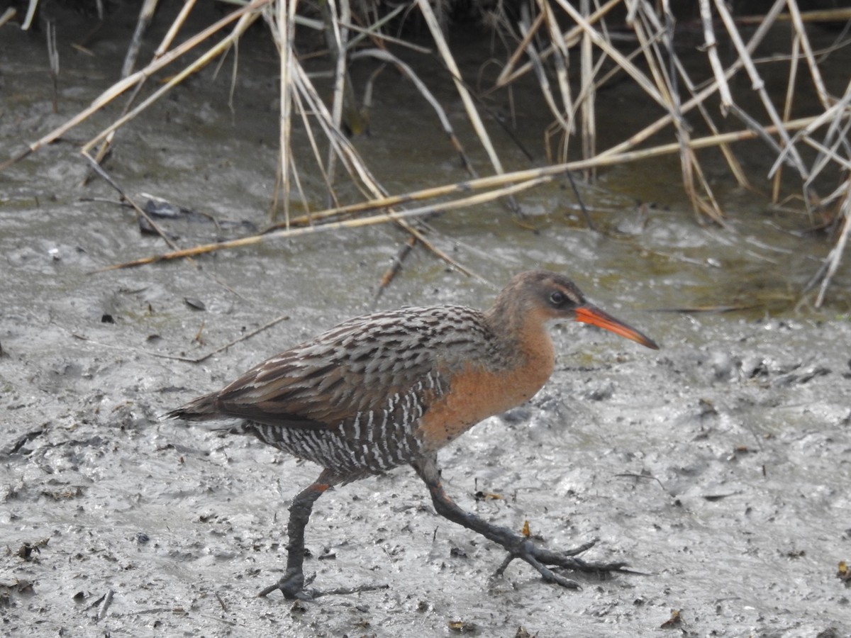 Ridgway's Rail - Greg Estep