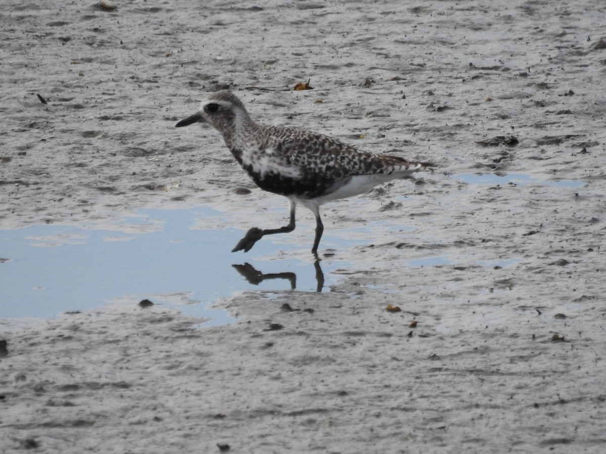 Black-bellied Plover - ML617551463