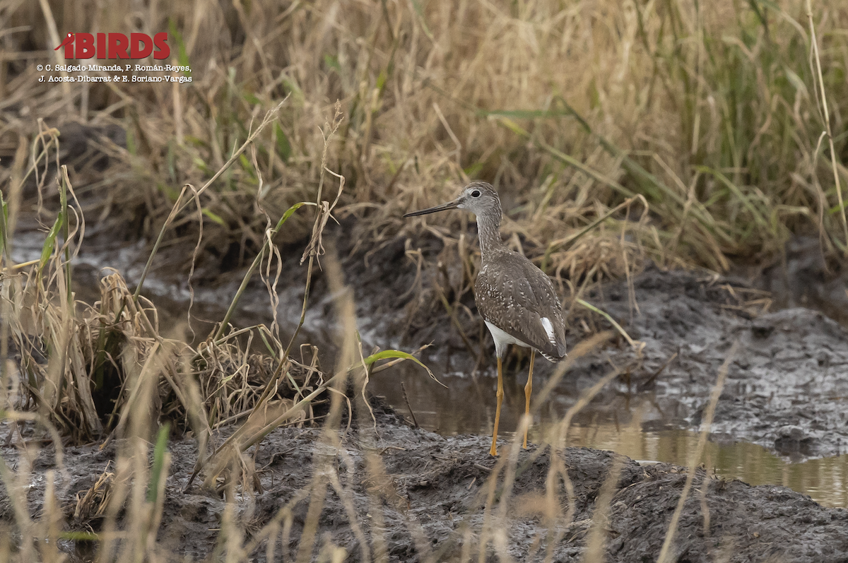 Greater Yellowlegs - ML617551504