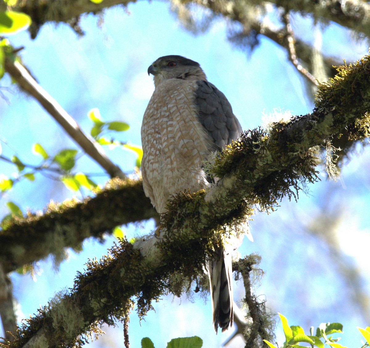 Cooper's Hawk - ML617551524