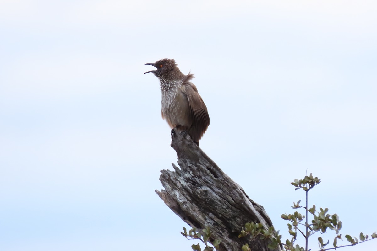 Arrow-marked Babbler - Shane Dollman