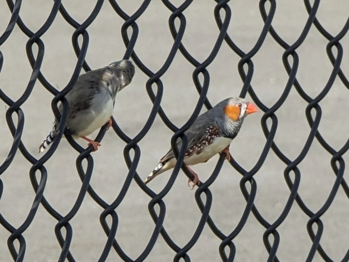 Zebra Finch - ML617551566