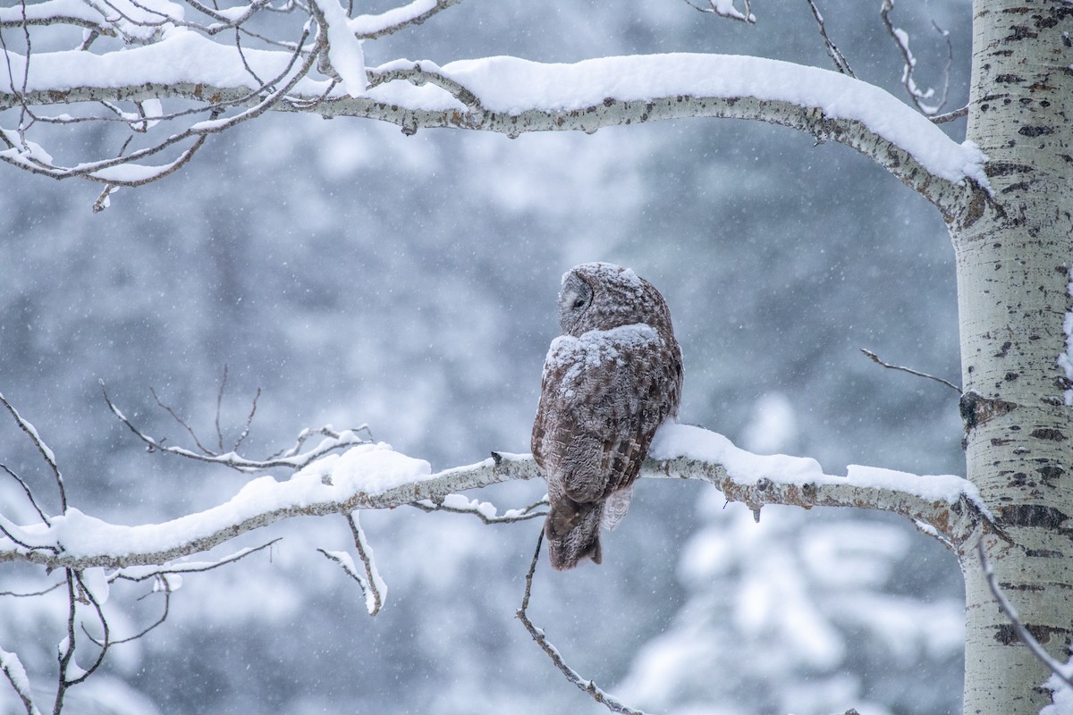 Great Gray Owl - ML617551586