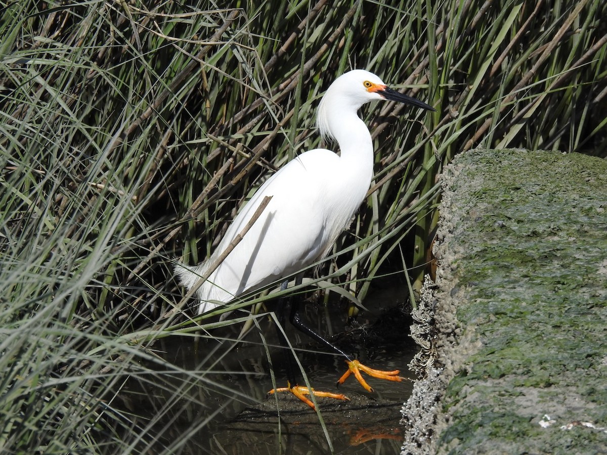 Snowy Egret - ML617551589