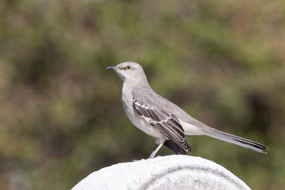 Northern Mockingbird - ML617551590