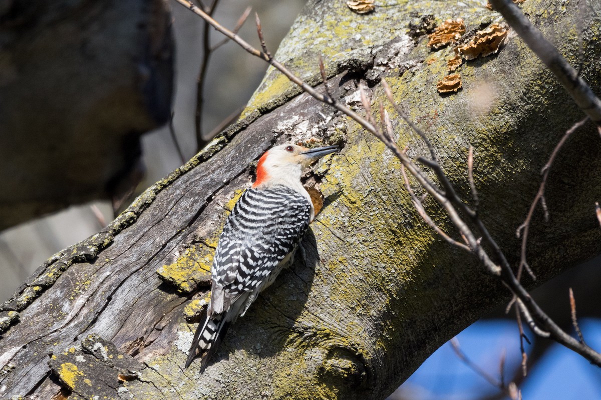 Red-bellied Woodpecker - ML617551592