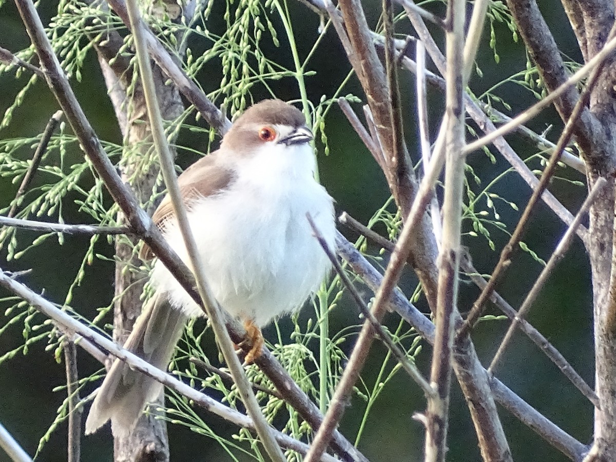 Yellow-eyed Babbler - ML617551652