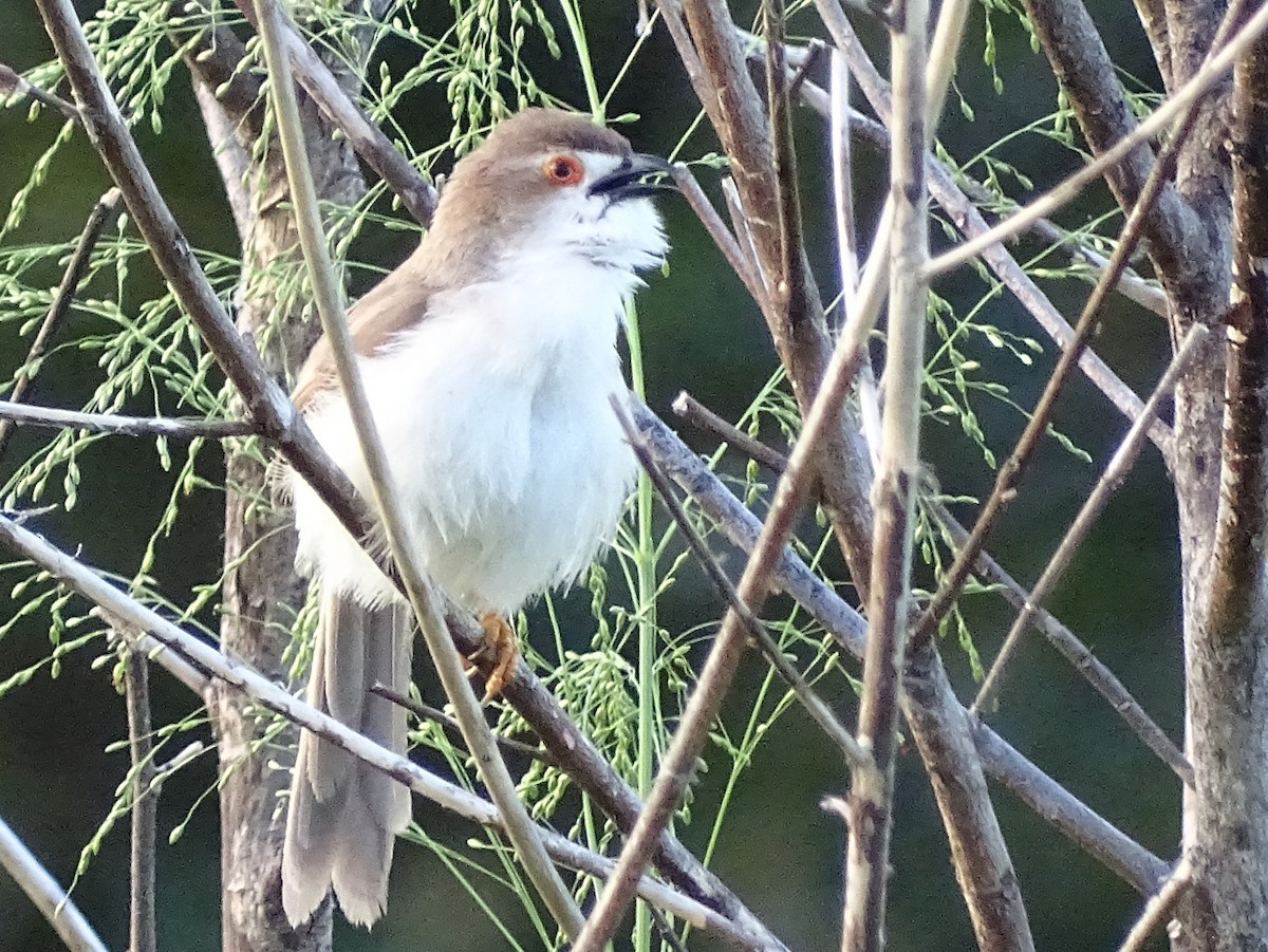 Yellow-eyed Babbler - ML617551655