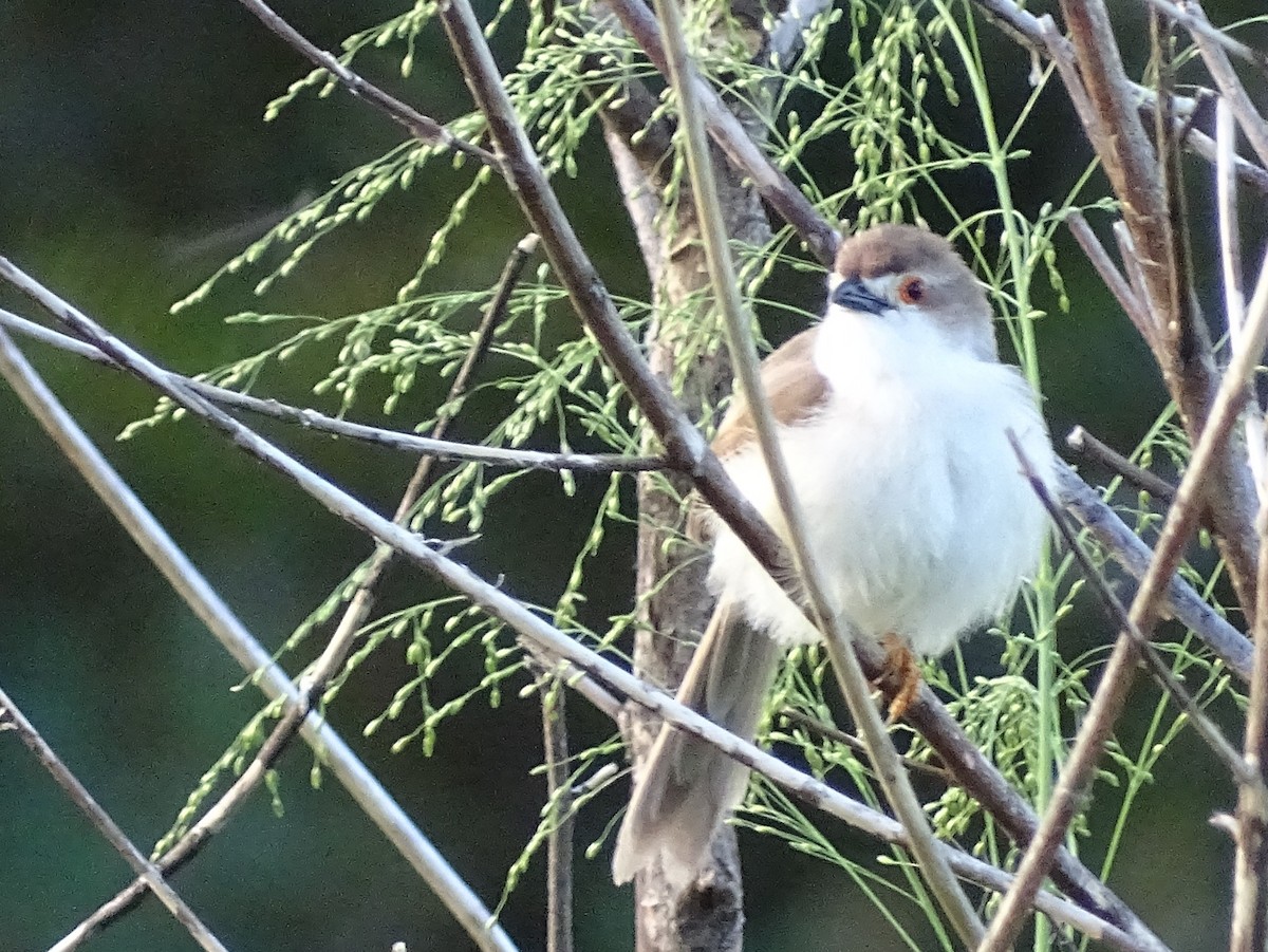 Yellow-eyed Babbler - ML617551656