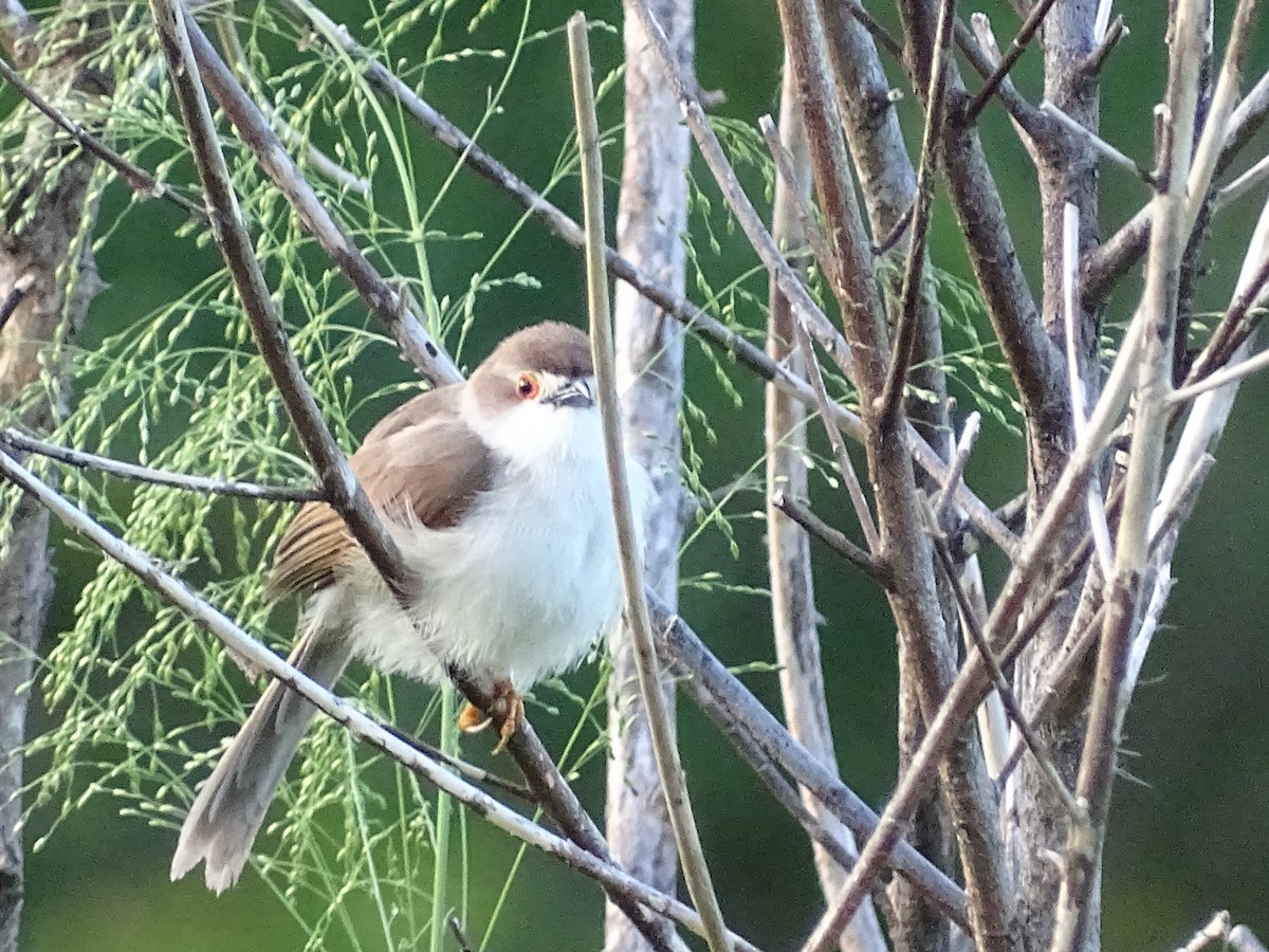 Yellow-eyed Babbler - ML617551658