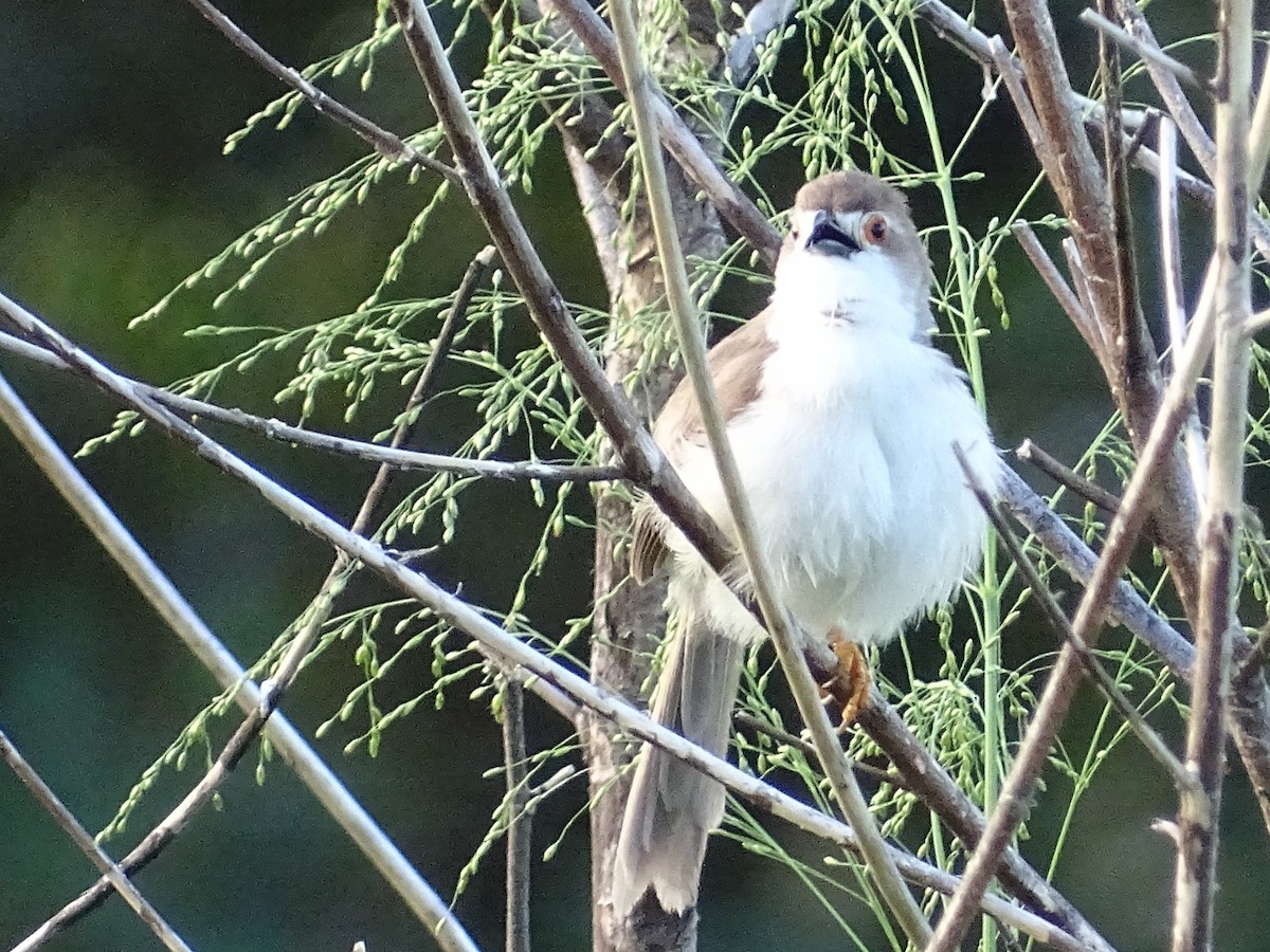 Yellow-eyed Babbler - ML617551661