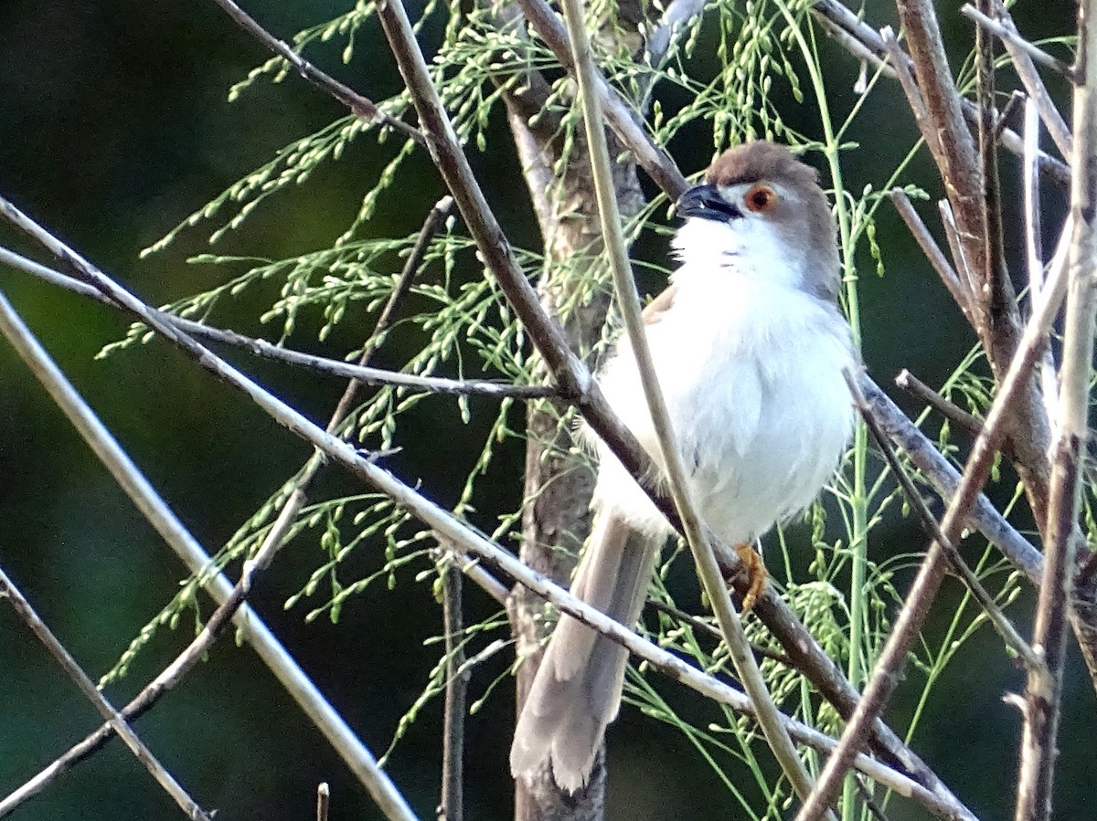 Yellow-eyed Babbler - ML617551662