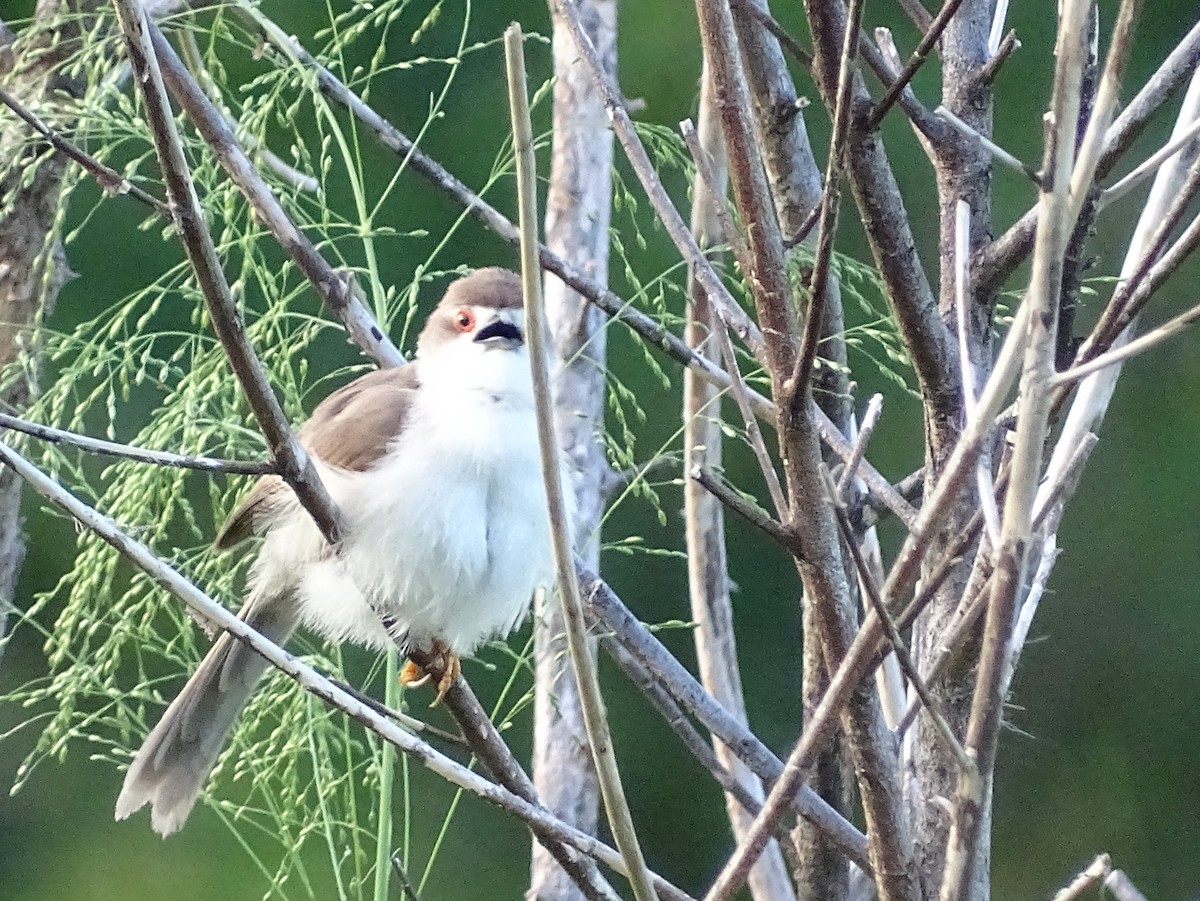 Yellow-eyed Babbler - ML617551663