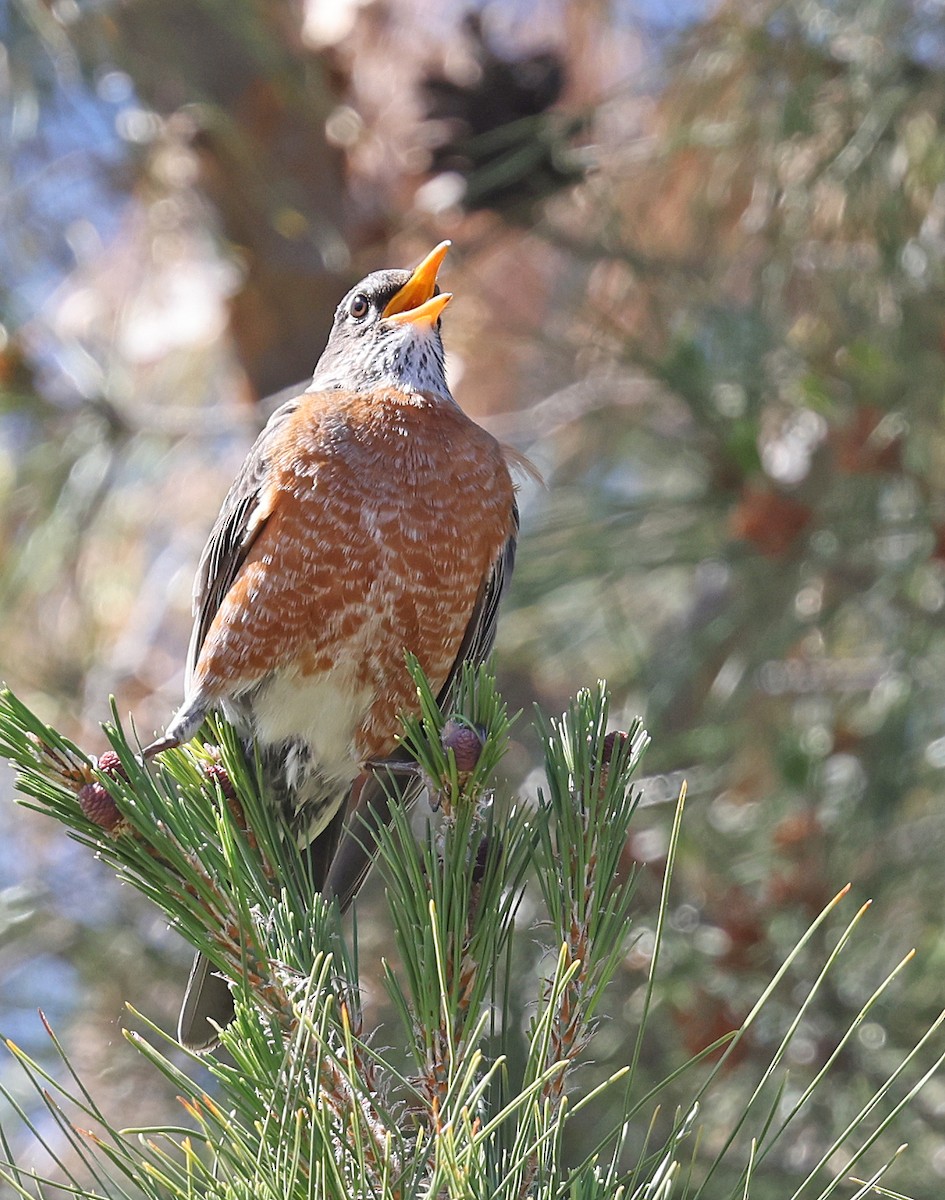 American Robin - Dale Clark