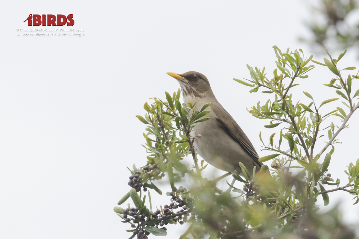 Creamy-bellied Thrush - ML617551725