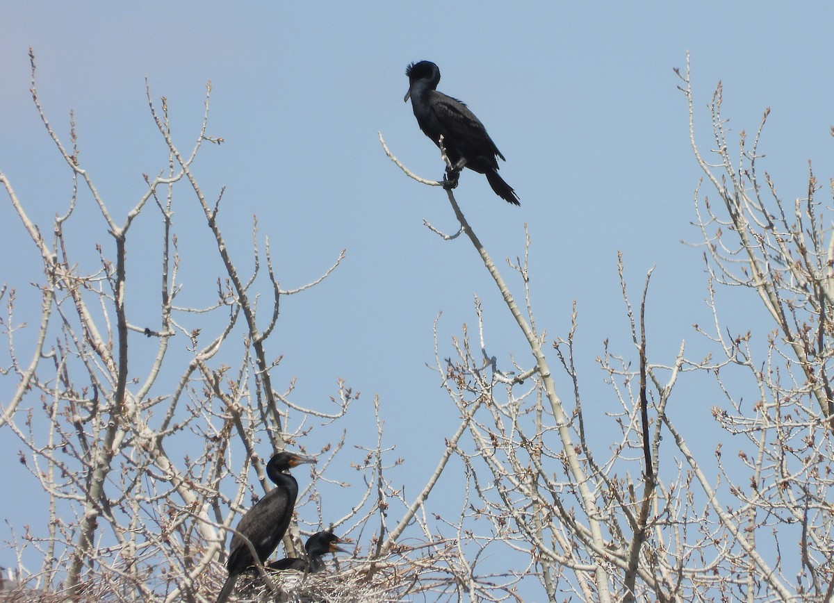 Cormoran à aigrettes - ML617551771