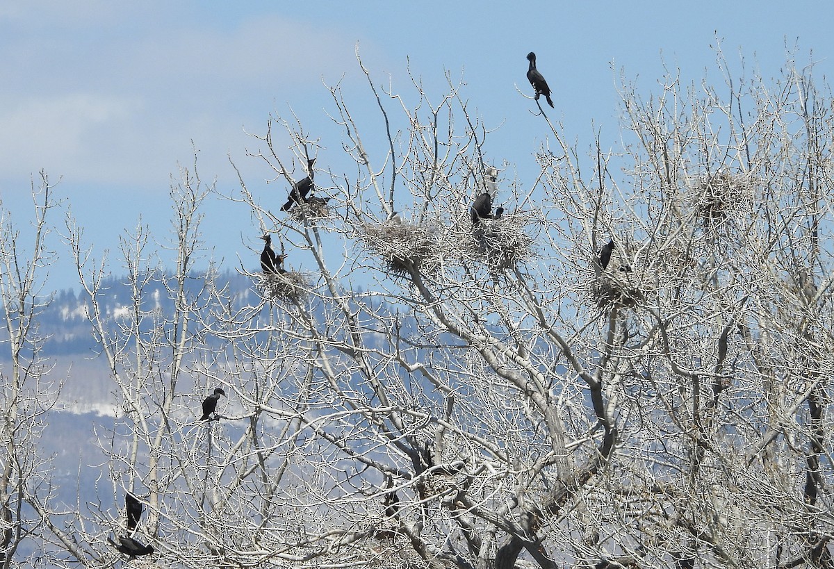 Double-crested Cormorant - Glenn Pearson