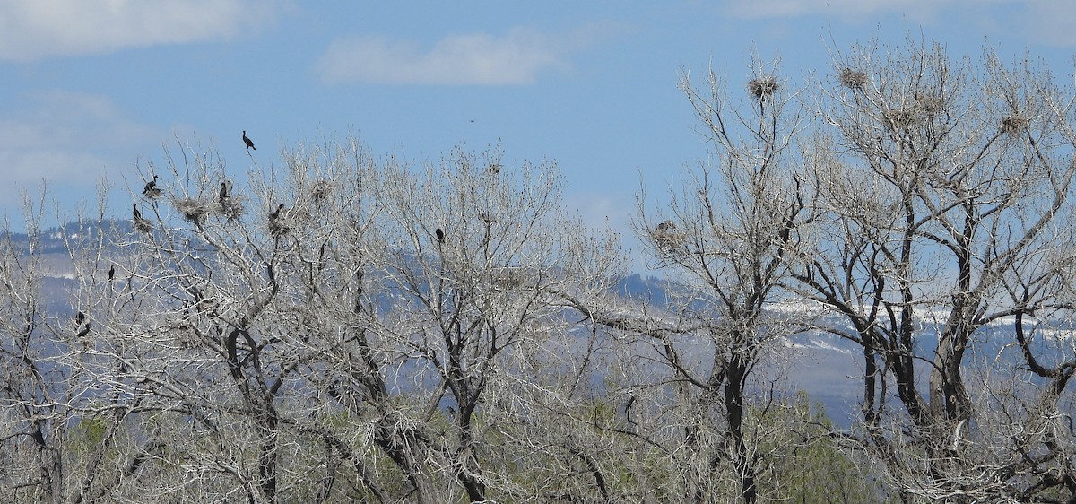 Great Blue Heron - ML617551779