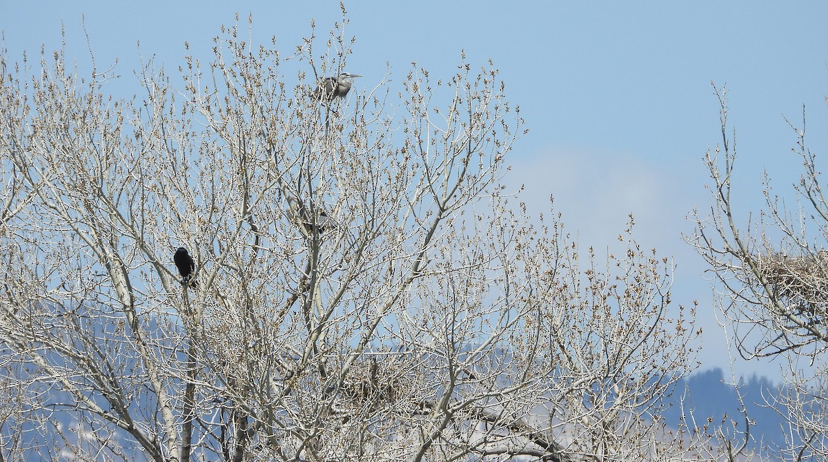 Great Blue Heron - Glenn Pearson