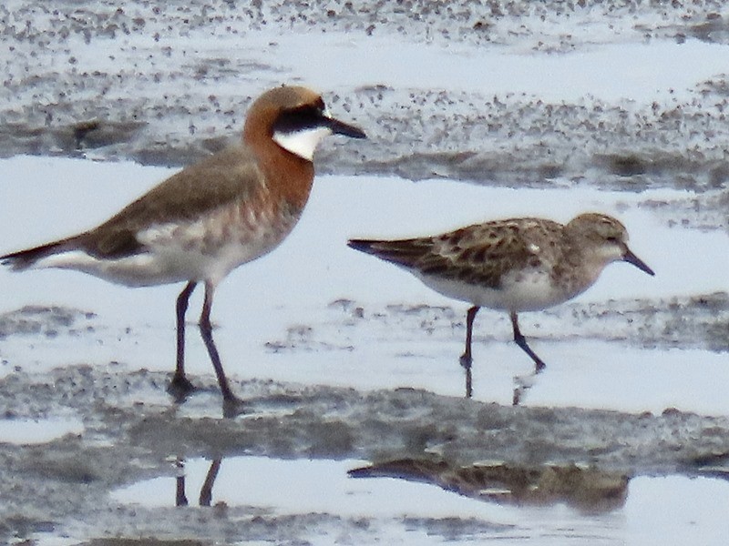 Little Stint - ML617551783