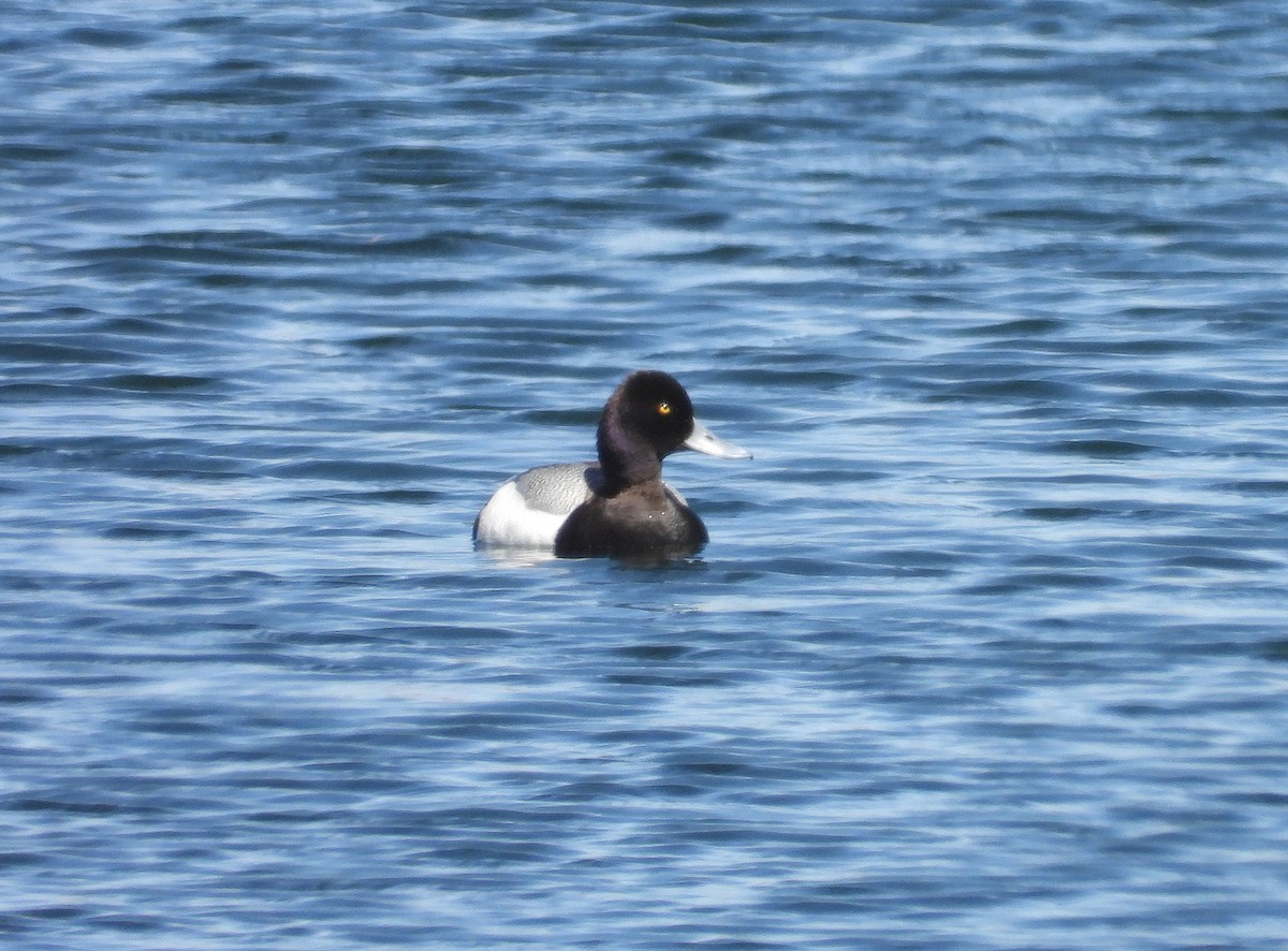 Greater/Lesser Scaup - Glenn Pearson