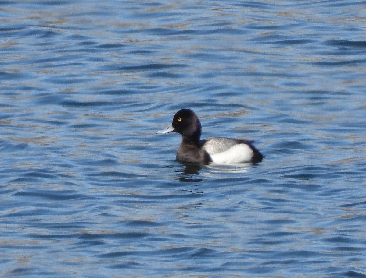 Greater/Lesser Scaup - Glenn Pearson